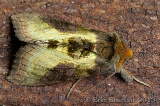 Burnished Brass